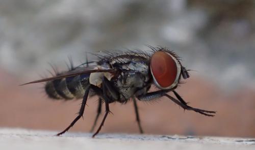 Amobia signata